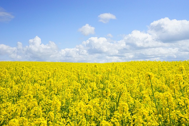 菜の花の花は食べられる 咲いちゃった花でも平気なの 生活悩み系情報局