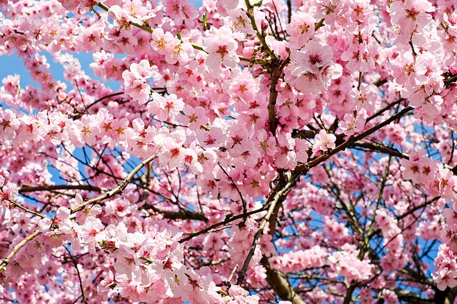 しだれ桜の育て方とは 鉢植えで育てる際の注意すべきポイント 生活悩み系情報局