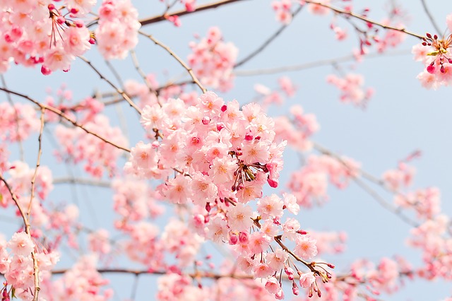 河津桜の開花から満開までの期間２０１９ おすすめ桜のレア情報もご紹介 生活悩み系情報局