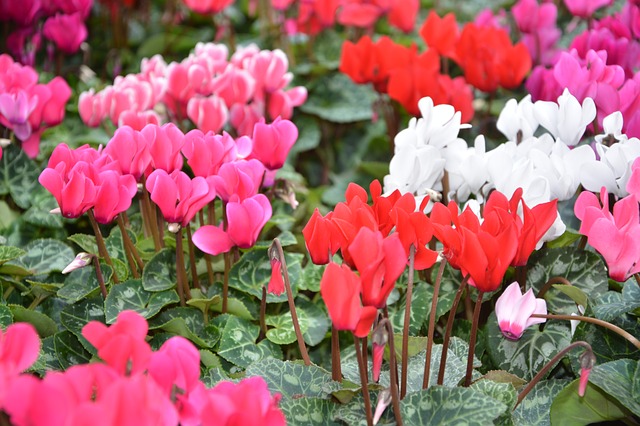 11月の花といえば 11月に咲く花木や花言葉を徹底解説 生活悩み系情報局